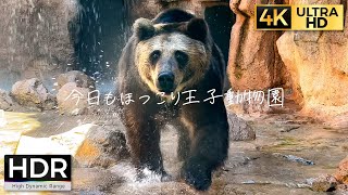 【4K HDR】全速力で人を驚かせた後のお風呂は最高のクマ Grizzly Bear Running Attack【今日もほっこり王子動物園】2021.8.28