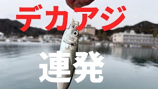 真冬のサビキでデカ アジ連発!!