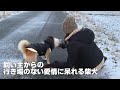 雪の中、散歩に行く柴犬