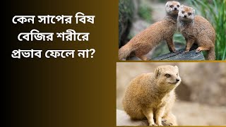 বেজি কিভাবে সাপের বিষ থেকে রক্ষা পায়?.. How does the mongoose protect itself from snake venom?