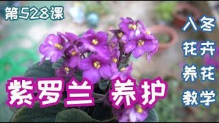 非洲紫罗兰的养护方法，梦幻紫开花多，轻轻养护就爆盆