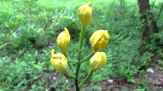 キンラン（Cephalanthera falcata）　　2012  Video 02