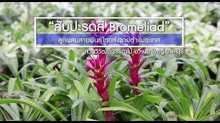 ชุมชนน่ารู้ ตอน 32 สับปะรดสี Bromeliad ลูกผสมสายพันธุ์ไทย ส่งขายต่างประเทศ