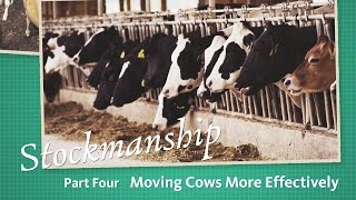 Stockmanship Part 4 Moving Cows More Effectively