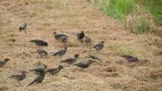 群れで餌を食うムクドリ