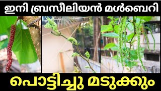 ബ്രസീലിയൻ മൾബറി ഭ്രാന്തുപിടിച്ചതുപോലെ ഉണ്ടായി| Brazilian long mulberry pruning