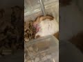 ハムスター🐹ぽぽの可愛い寝顔❣️