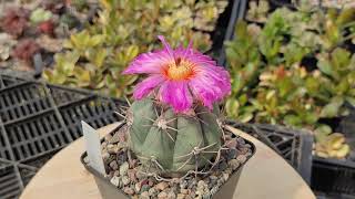 Echinocactus horizonthalonius - цветение кактуса