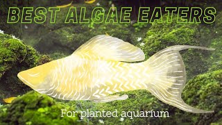 BEST ALGAE EATERS FOR PLANTED AQUARIUM (2021)