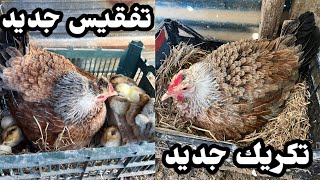 فقست🐣ام عين👁️ كركت🪺الشوكيه🐔نقلت الفروجات🐓سميره🐔وبشاهين 🐓