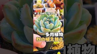 今じゃない！秋の植え替えにチョット待て！ #多肉植物 #succulents #エケベリア #mokimoki #モキモキ