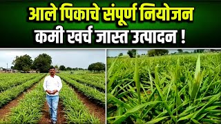 आले पिकाचे संपूर्ण नियोजन ! कमी खर्च जास्त उत्पादन ! | Complete planning of ginger crop !