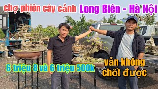 6 triệu 8 và 6 triệu 500k vẫn không chốt được - chợ phiên cây cảnh - Long Biên - Hà Nội