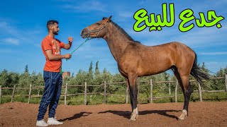 جدع للبيع 3 سنوات  ناضي كندي بجميع الوتائق والشروط ساهل ماهل / بيع الخيول بالمغرب cheval 2021