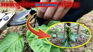 अकबरे खुर्सानीमा 2G cutting गर्ने तरिका | Akhabare Khursani Kheti - SuDip T Rai - Kisan Vlog