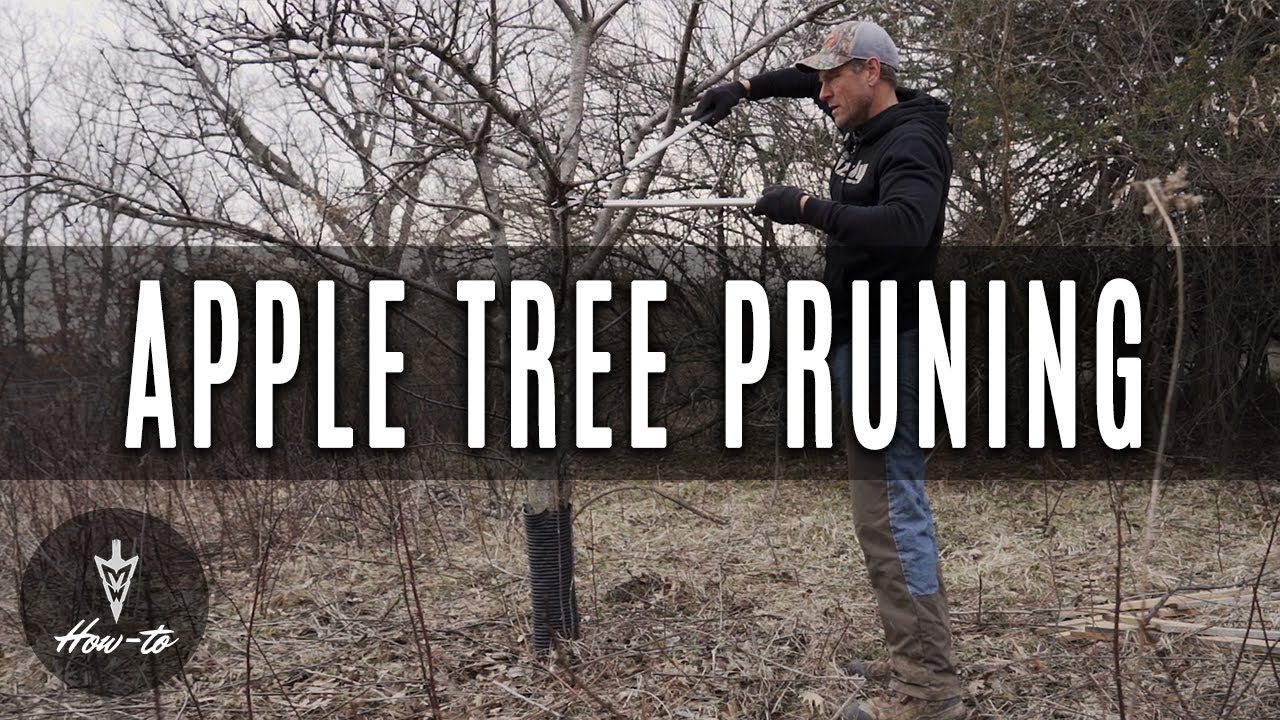 How To Prune Apple Trees Youtube