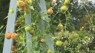 Balloon Vine - Cardiospermum halicacabum