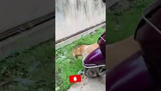 గడ్డి తినే కుక్కని చూసారా?!!Dog eating grass 🤣🤣 #watch #subscribe #1million #tillend#viral #funny