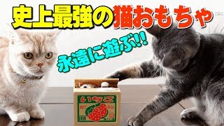 猫のかわいい貯金箱【いたずらBANK】で永遠に遊ぶ猫たち...アメキャッツ史上最強のおもちゃですwww