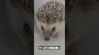 やっぱりお風呂嫌い#ハリネズミ #hedgehog #かわいい #はりねずみのいる暮らし #cute #animals