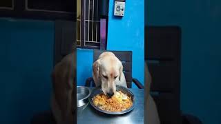 True Love❤️பாசத்தின் உச்சம் Happy Birthday boy🥳💐#dog #love #viral #youtube #subscribe