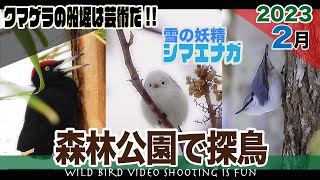 森林公園で探鳥2023年2月【クマゲラの船堀は芸術だ!!・雪の妖精シマエナガ】