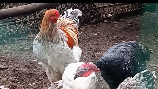 dostały karę dla pasa kury bażanty indyki 🦃🐓