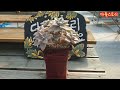 방치되었던 홍용월 이렇게 변신시켰습니다 korean succulent plants