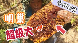 师傅奉献多年找蜂的经验教你荒山怎么找蜂，发现一群超级大的野生蜜蜂