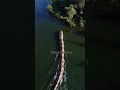 wow seram penampakan ular raksasa dan terpanjang di sungai python shortsvideo shorts