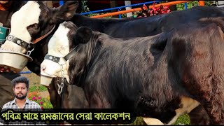 রমজানের সেরা সব ব্রাহমা, ফ্লেকভি ষাড় ও বকনা গরু কিনুন কম দামে #fleckvieh #brahman #cowpriceinbd