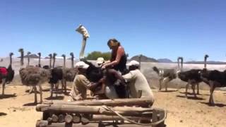 Funniest ostrich ride ever!