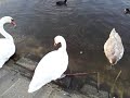 釣り糸回収します　20150920　手賀川浅間橋上流のハクチョウ白鳥スワンswans