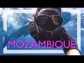 Mozambique: snorkeling with a WHALE SHARK and touring in Tofo!