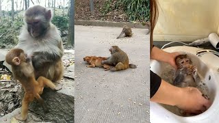 The Best of Monkey Videos - A Funny Monkeys Compilation Ep25