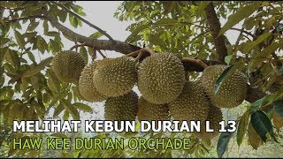 MELIHAT KEBUN DURIAN L 13 - HAW KEE DURIAN ORCHADE