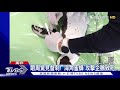 南非63隻瀕危非洲企鵝集體暴斃 兇手竟是「海角蜜蜂」｜十點不一樣20210922