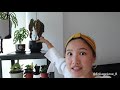 plant collection tour of my indoor greenhouse ikea houseplant greenhouse cabinet jolene foliage