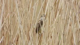 Great Reed Warbler (Acrocephalus arundinaceus) at RSPB Ham Wall nature reserve, Somerset.