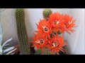 echinopsis huascha made by konstantinia angel