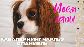 КАК МЫТЬ ЛАПЫ ПОСЛЕ ПРОГУЛКИ? | КАВАЛЕР КИНГ ЧАРЛЬЗ СПАНИЕЛЬ