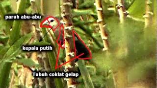 Peking Kentaz Black 1 3gp