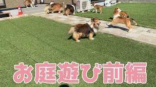 【シェルティ】お庭遊びをしよう🐾【前編】