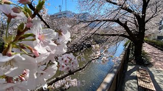 Tokyo’s Meguro River Cherry Blossom View