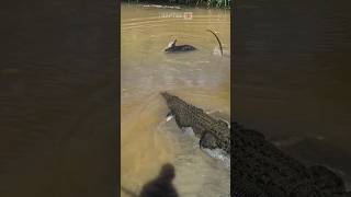 DETIK-DETIK BUAYA BESAR TERKAM DUA BIAWAK #animals #foryou