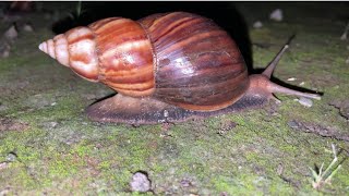 Wadidaw‼️Menemukan persembunyian siput,berpetualang mencari siput,hunting snail,binatang kecil,Snail