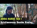 Penjelasan Bambu Kuning dan Manfaatnya Oleh Kang Rizal !