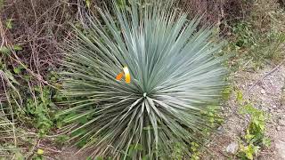 BestpalmTV. Wybieram dla was Yucca rostrata-20C cz 2