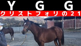 YGG🏇初のクラシックへ❤️‍🔥サトノダイヤモンド産駒【クリストフォリの21】ダービー血統🥕タスティエーラのクラフテイワイフ一族‼️