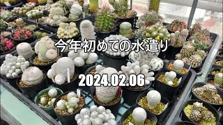 今年初めての水遣り　2024 02 06